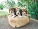 Three Beagle Puppies Wall Mural