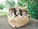 Three Beagle Puppies Wall Decal