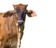Brown Cow Face Wall Decal