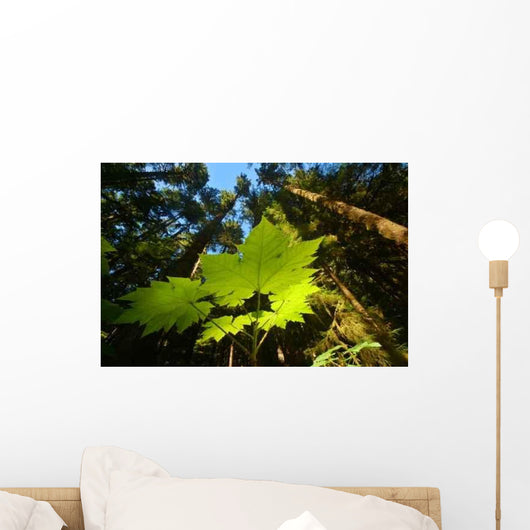 Pacific Northwest Forest Wall Decal Design 1
