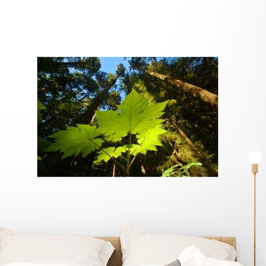 Pacific Northwest Forest Wall Decal Design 1