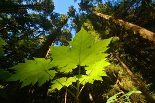 Pacific Northwest Forest Wall Decal Design 1