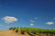 Vineyard Wall Decal