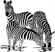 Three Zebras Drink Water Wall Decal