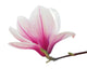 Pink Magnolia Flower Wall Decal