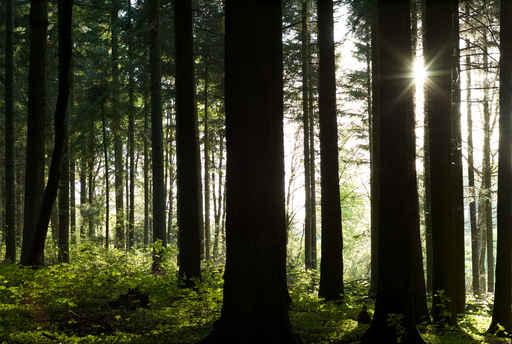 Forest Floor Wall Decal