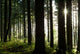 Forest Floor Wall Decal