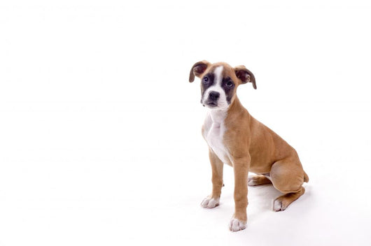 Perfect Boxer Puppy Wall Decal
