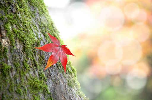 Leaf Wall Decal