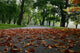 Herbst 2 Wall Decal