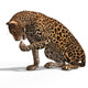 Big Cat Leopard Wall Decal