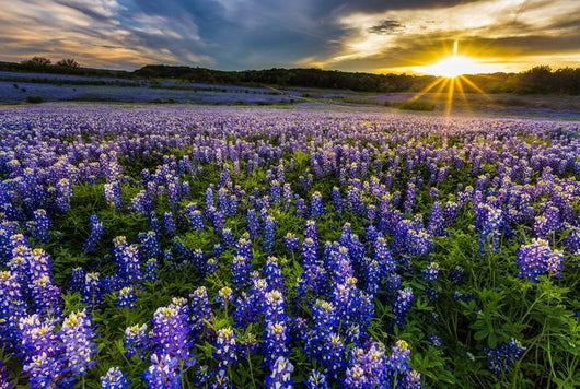 Texas Bluebonnet Field Sunset Wall Decal