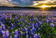 Texas Bluebonnet Field Sunset Wall Decal