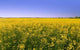 Rape Field Wall Decal Design 2