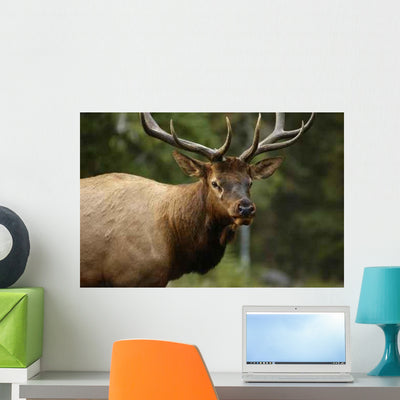 Elk Closeup Wall Decal shown on a wall