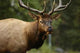 Elk Closeup Wall Decal