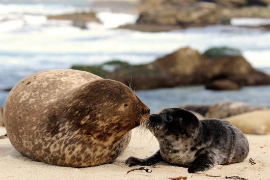 Kiss Kiss Loving Seals Wall Decal