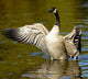 Goose with Outstretched Wings Wall Decal