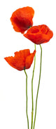 Floral Design Poppies White Wall Decal