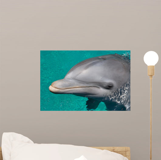 Close-up Swimming Dolphin Bright Wall Decal