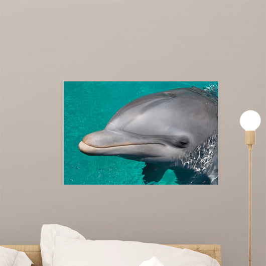 Close-up Swimming Dolphin Bright Wall Decal