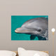 Close-up Swimming Dolphin Bright Wall Decal