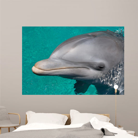 Close-up Swimming Dolphin Bright Wall Decal