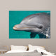 Close-up Swimming Dolphin Bright Wall Decal