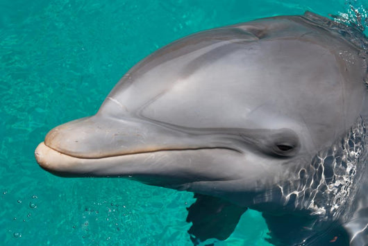 Close-up Swimming Dolphin Bright Wall Decal