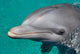 Close-up Swimming Dolphin Bright Wall Decal