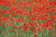 Field Poppies Wall Decal