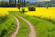 Rape Field Wall Decal Design 1