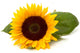 Sunflower Wall Decal Design 2