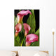 Pink Calla Lilies Wall Decal