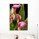Pink Calla Lilies Wall Decal
