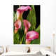 Pink Calla Lilies Wall Decal