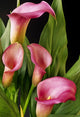 Pink Calla Lilies Wall Decal