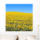 Sunflower Field Wall Decal