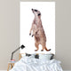 Meerkat or Suricate White Wall Decal