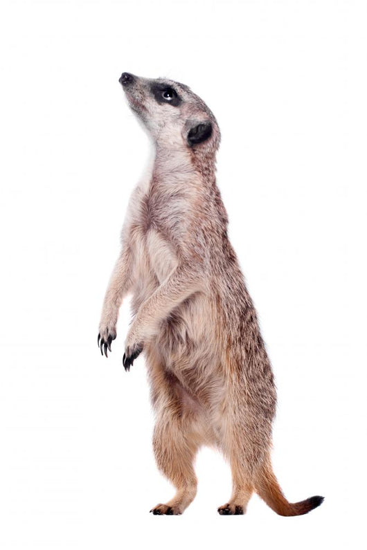 Meerkat or Suricate White Wall Decal
