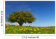 Tree with Spring Meadow Wall Decal