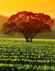 Large Tree Vineyard Wall Decal