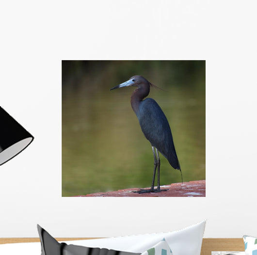 Little Blue Heron Wall Decal