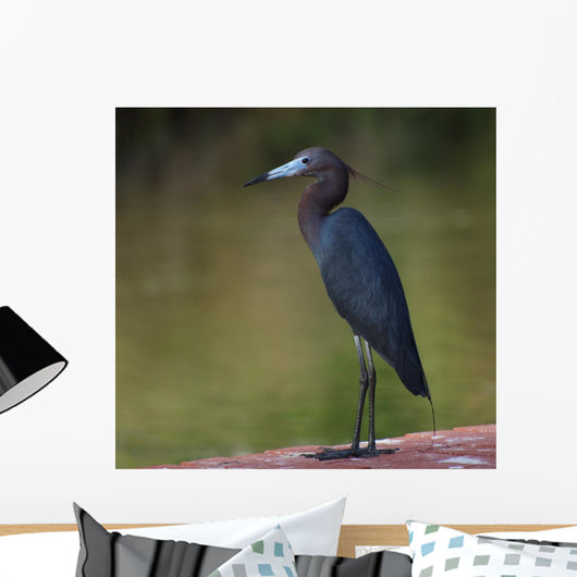Little Blue Heron Wall Decal