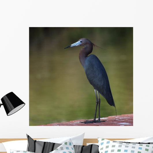 Little Blue Heron Wall Decal