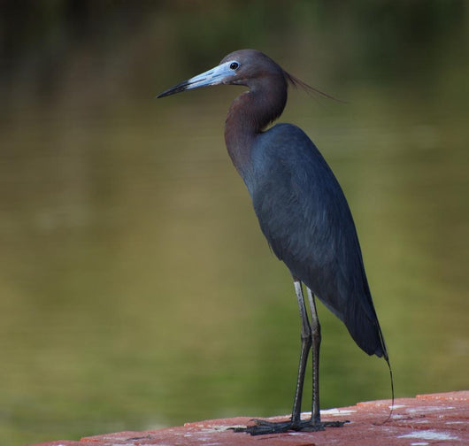 Little Blue Heron Wall Decal