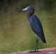 Little Blue Heron Wall Decal
