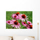 Echinacea Wall Decal
