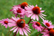 Echinacea Wall Decal