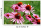 Echinacea Wall Decal